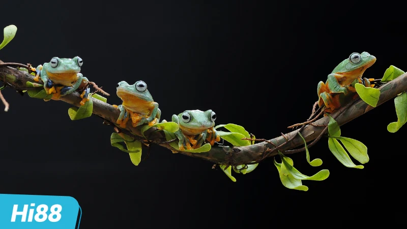 Khám phá sâu hơn về giấc mơ: Nhiều con ếch